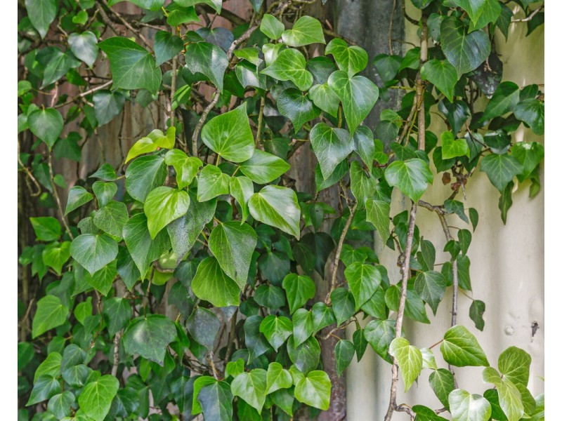 647 Candelo Wolumla Road, Candelo NSW 2550