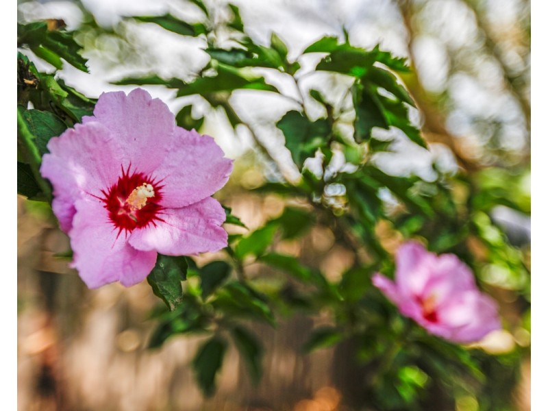 647 Candelo Wolumla Road, Candelo NSW 2550