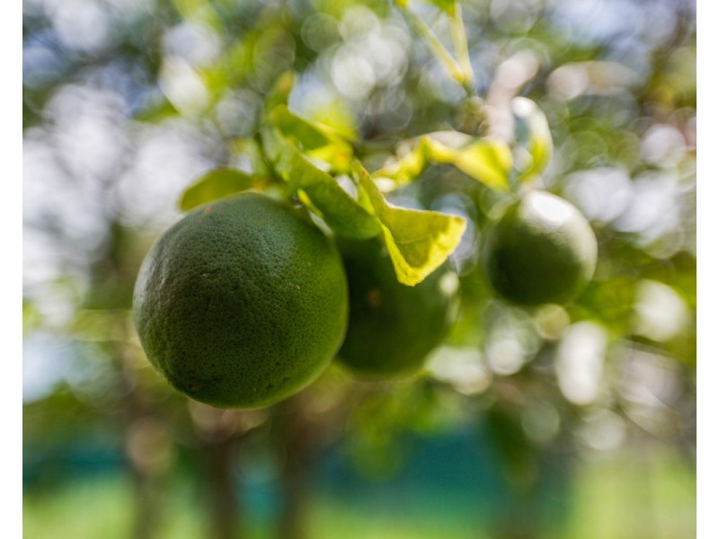 647 Candelo Wolumla Road, Candelo NSW 2550