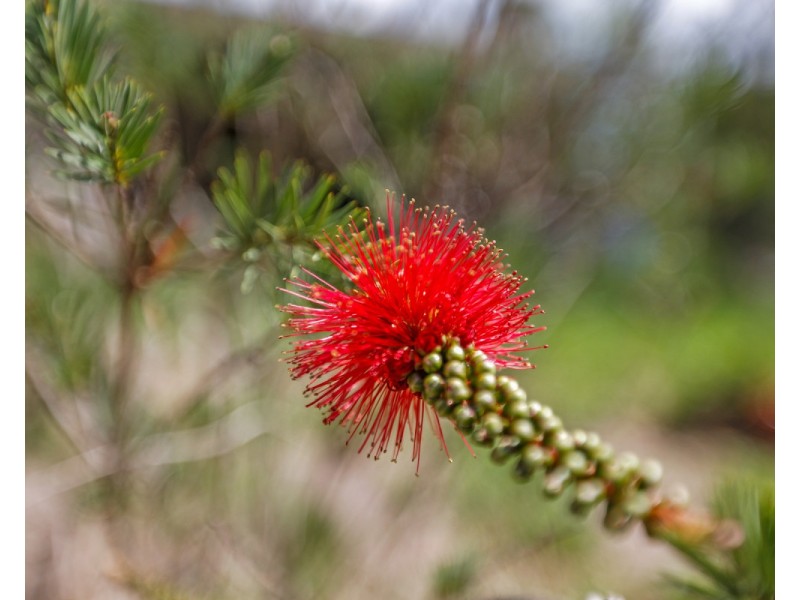 647 Candelo Wolumla Road, Candelo NSW 2550