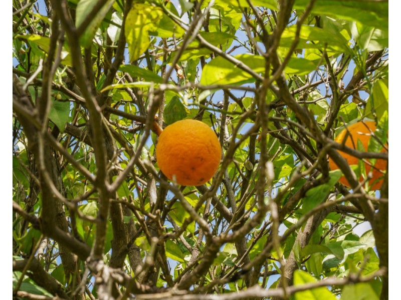 647 Candelo Wolumla Road, Candelo NSW 2550