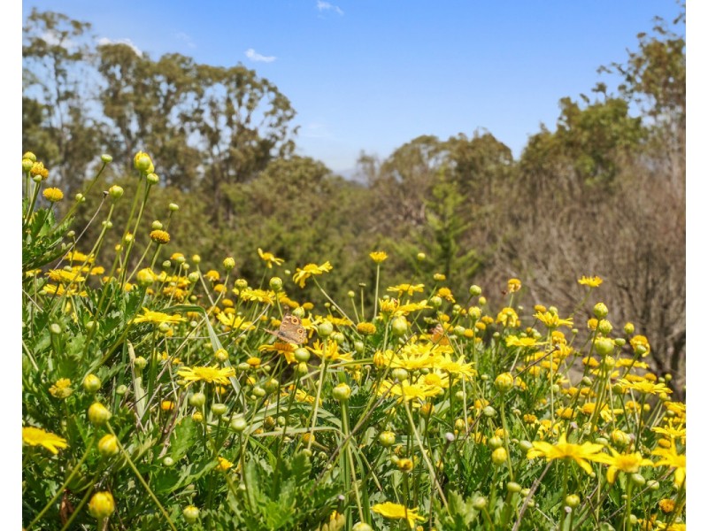 647 Candelo Wolumla Road, Candelo NSW 2550