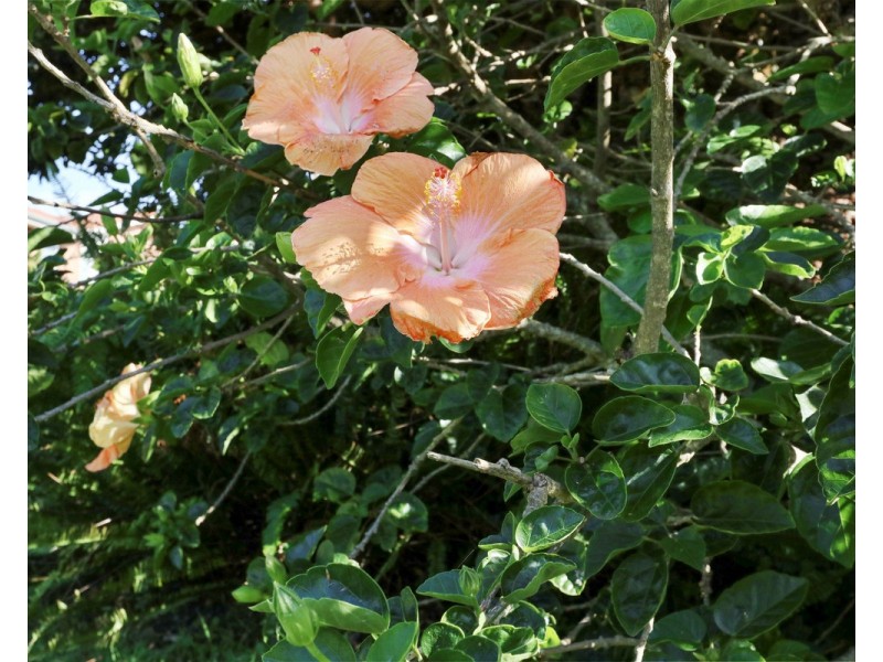 8 Waratah Court, Tura Beach NSW 2548