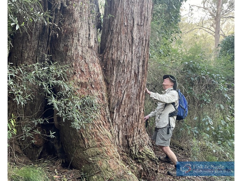 Lot 85, 305 Big Jack Mountain Road, Burragate NSW 2550