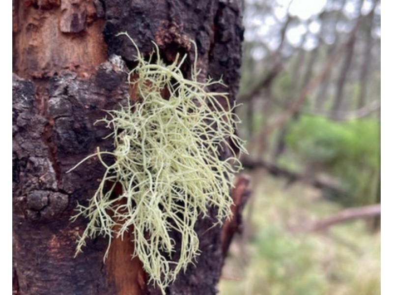 Lot 85, 305 Big Jack Mountain Road, Burragate NSW 2550