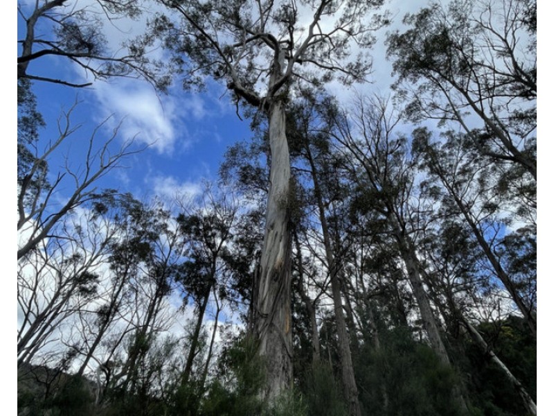 Lot 85, 305 Big Jack Mountain Road, Burragate NSW 2550