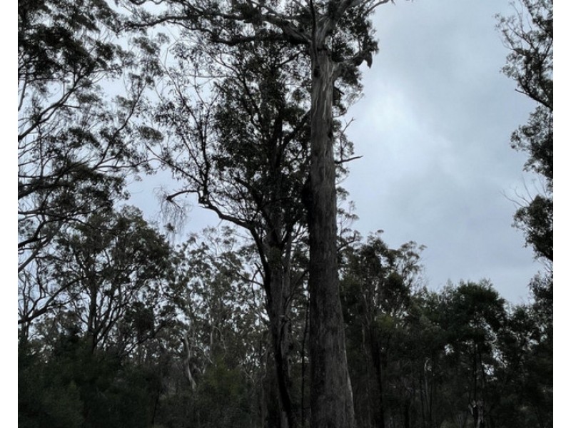 Lot 85, 305 Big Jack Mountain Road, Burragate NSW 2550