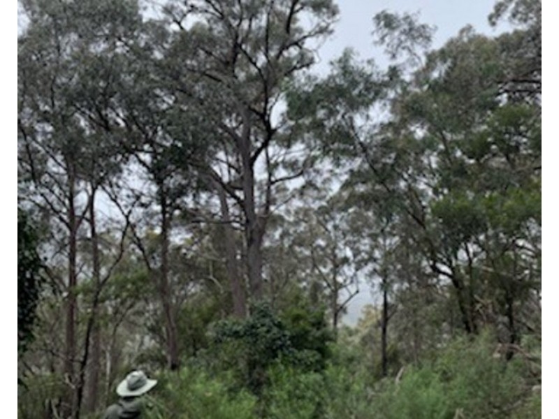 Lot 62 & 63, 305 Big Jack Mountain Road, Burragate NSW 2550