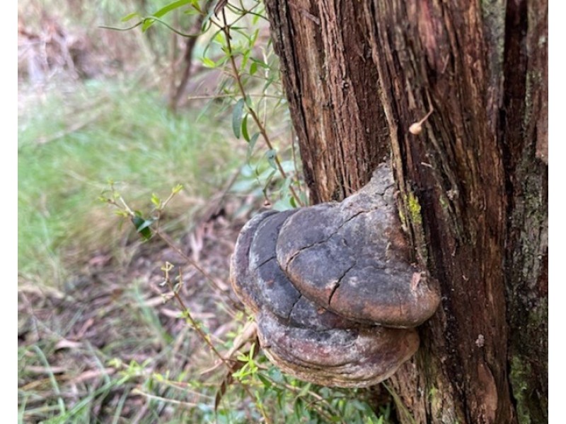 Lot 62 & 63, 305 Big Jack Mountain Road, Burragate NSW 2550