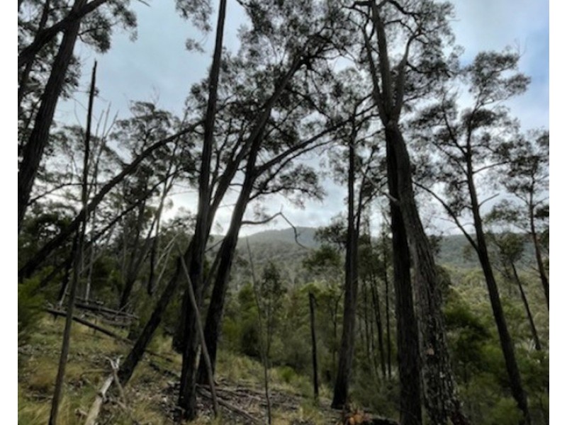 Lot 62 & 63, 305 Big Jack Mountain Road, Burragate NSW 2550