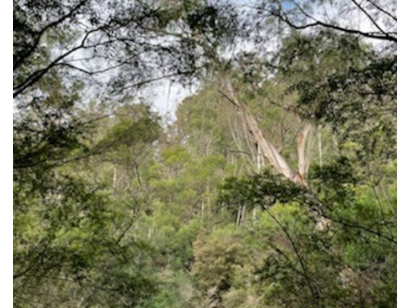 Lot 62 & 63, 305 Big Jack Mountain Road, Burragate NSW 2550