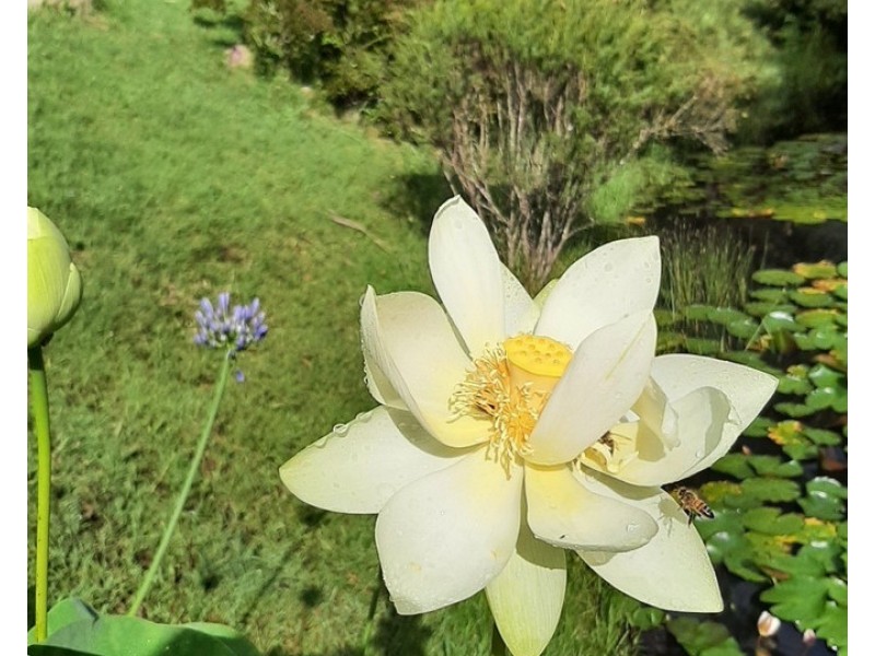 1865 Big Jack Mountain Road, Rocky Hall NSW 2550