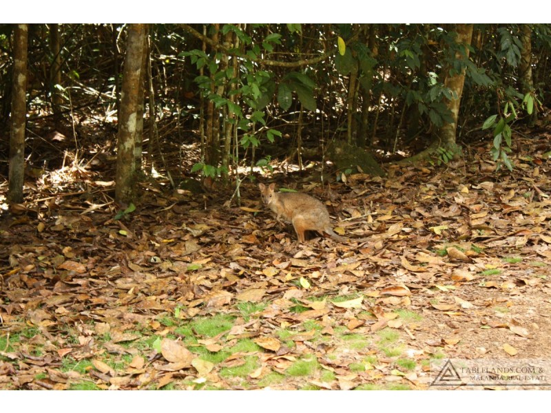 Malanda QLD 4885