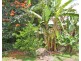Millaa Millaa QLD 4886