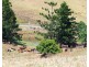 Mungalli QLD 4886