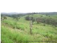 Millaa Millaa QLD 4886
