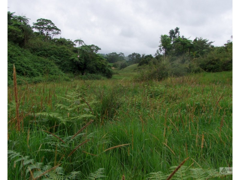 Millaa Millaa QLD 4886