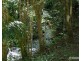 Millaa Millaa QLD 4886