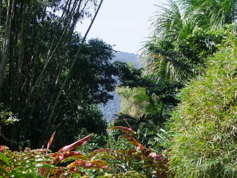 Bellenden Ker QLD 4871