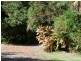 Bellenden Ker QLD 4871