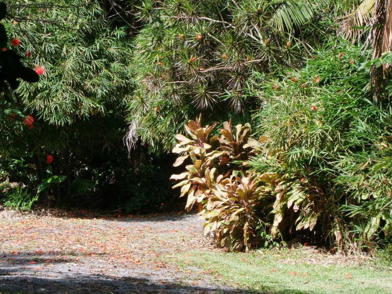 Bellenden Ker QLD 4871