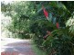 Bellenden Ker QLD 4871
