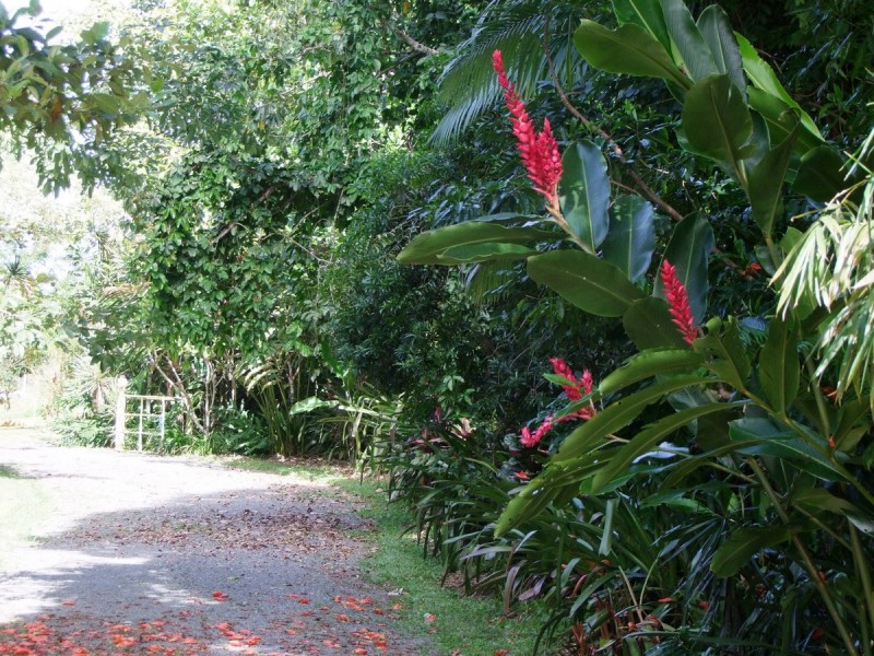 Bellenden Ker QLD 4871
