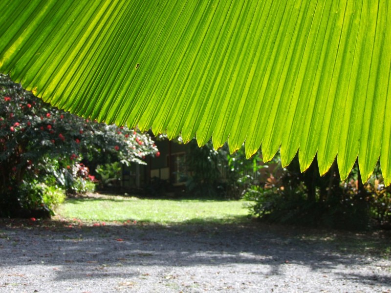 Bellenden Ker QLD 4871