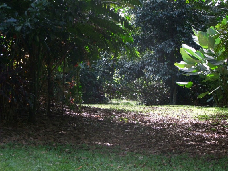 Bellenden Ker QLD 4871