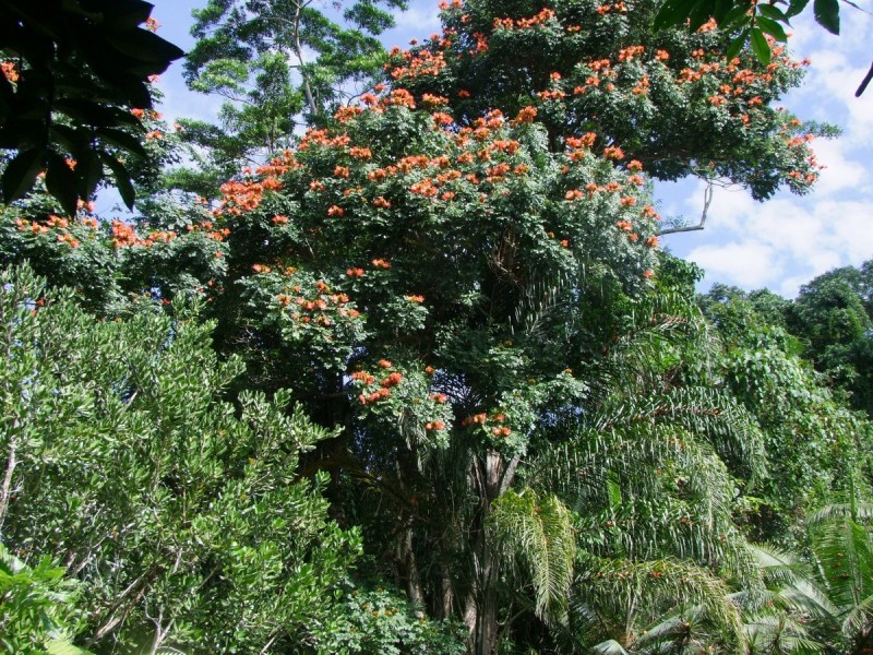 Bellenden Ker QLD 4871