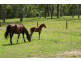Millstream QLD 4888