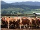 East Palmerston QLD 4860