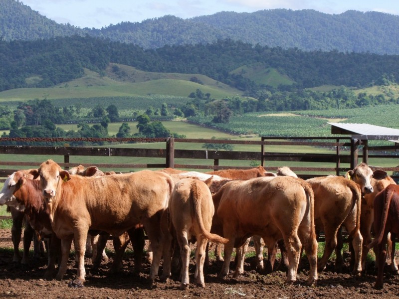 East Palmerston QLD 4860