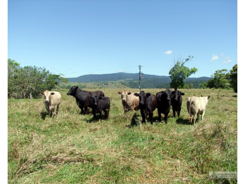 Millaa Millaa QLD 4886