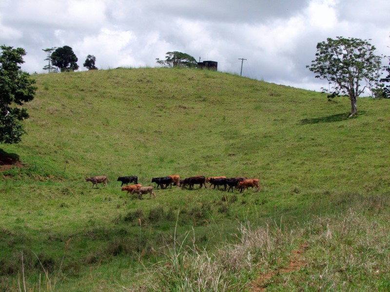 Mungalli QLD 4886