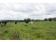 Yungaburra QLD 4884