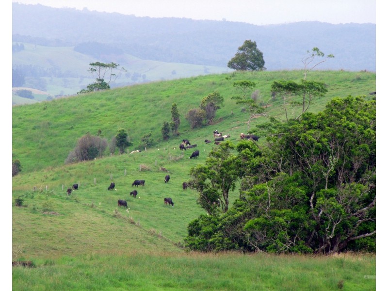 Millaa Millaa QLD 4886