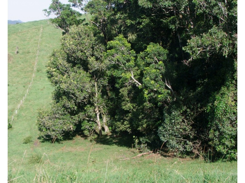 Millaa Millaa QLD 4886