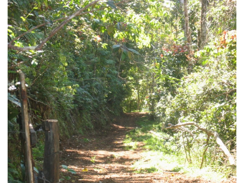 Millaa Millaa QLD 4886