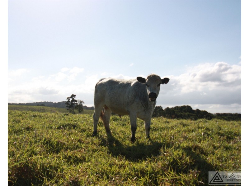 Butchers Creek QLD 4885