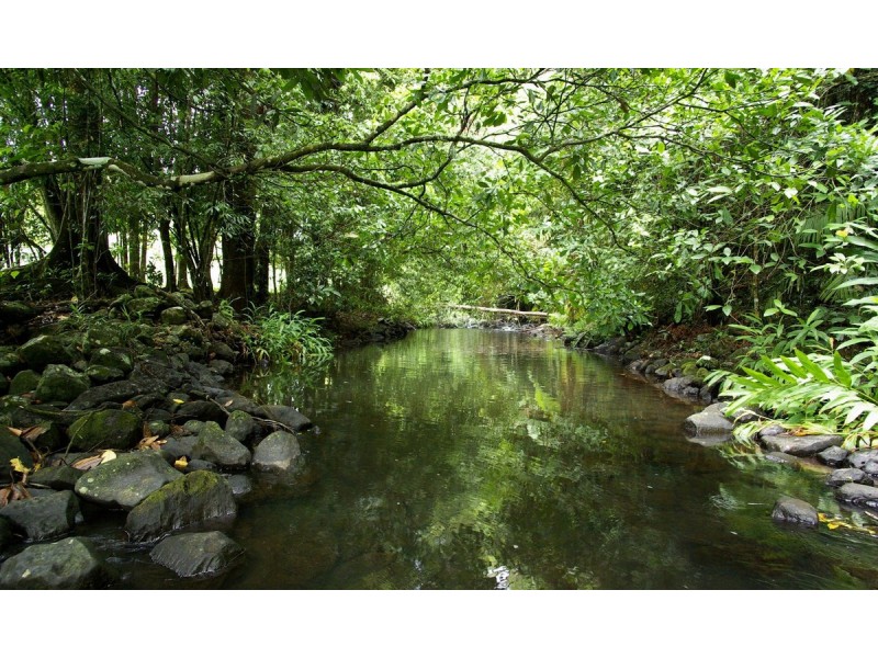 Millaa Millaa QLD 4886