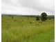 Millaa Millaa QLD 4886