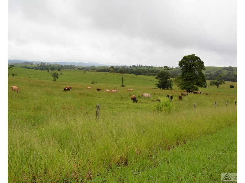 Millaa Millaa QLD 4886