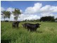 Upper Barron QLD 4883