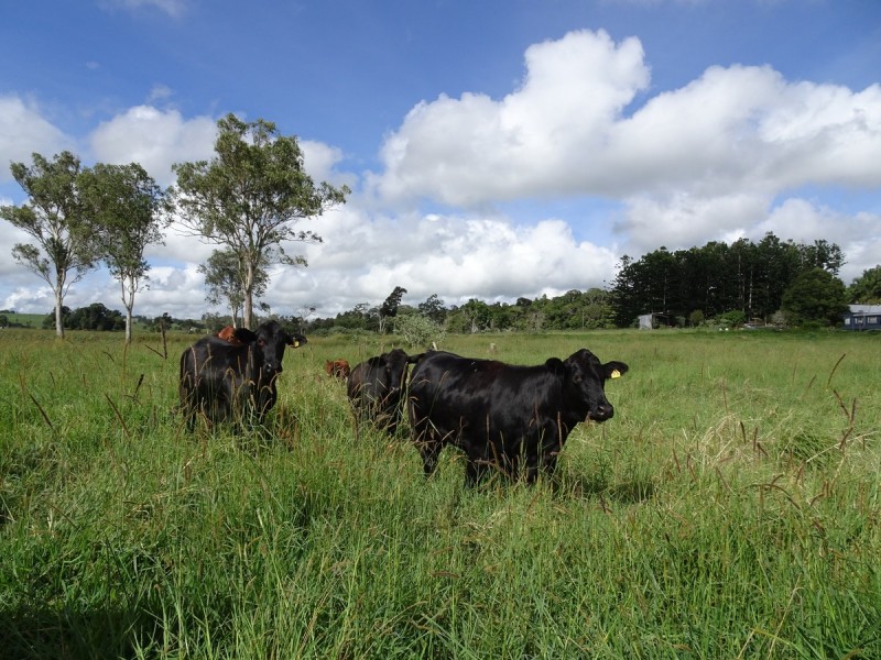 Upper Barron QLD 4883