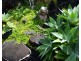 Millaa Millaa QLD 4886