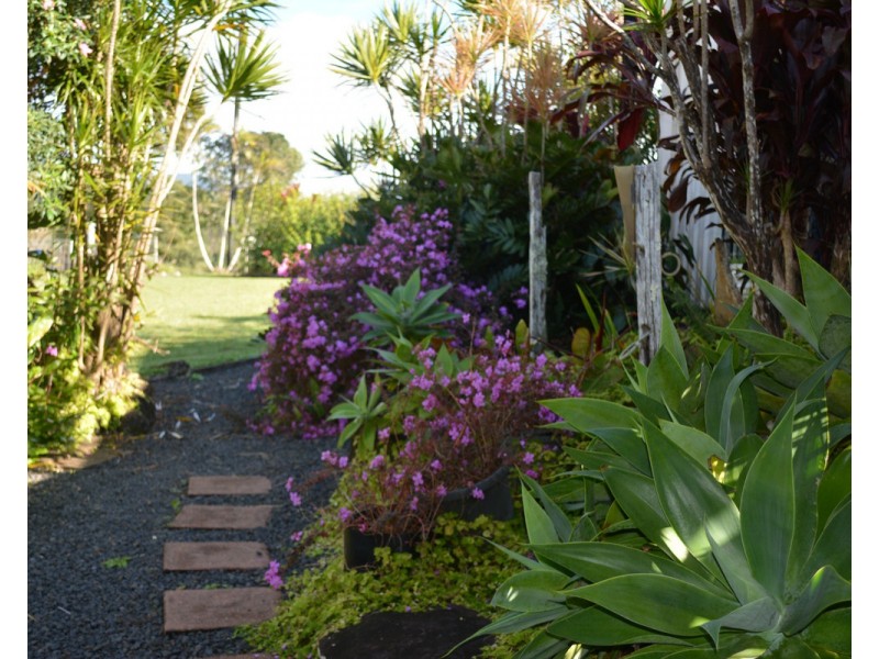 Millaa Millaa QLD 4886