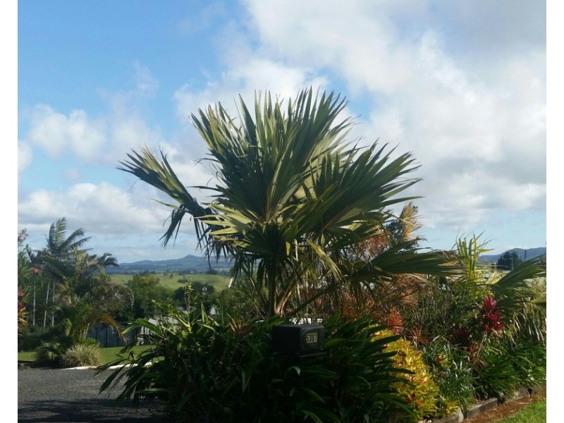 Millaa Millaa QLD 4886