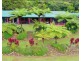 Millaa Millaa QLD 4886