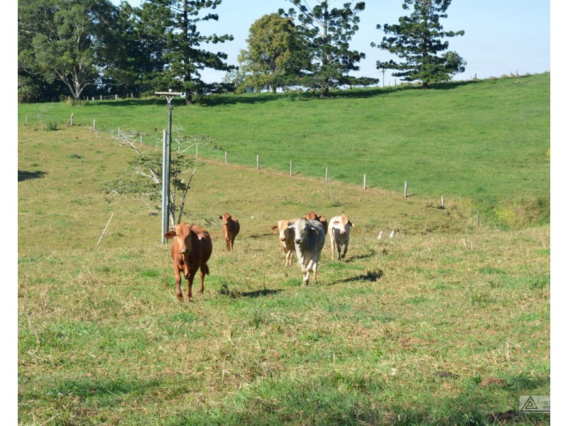 Millaa Millaa QLD 4886